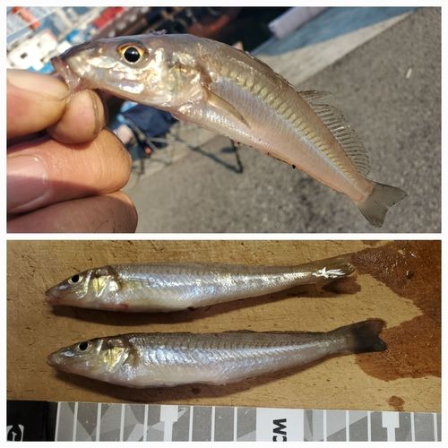 キスの釣果