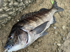 チヌの釣果