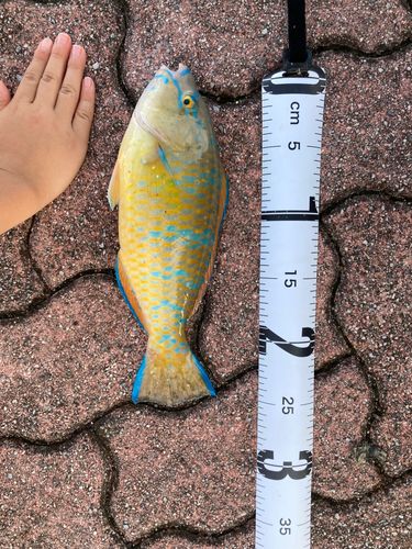 ヒブダイの釣果
