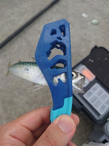 サバの釣果