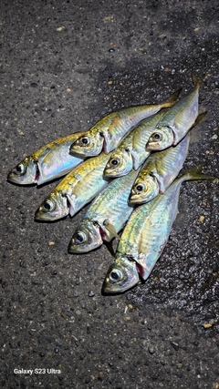 アジの釣果