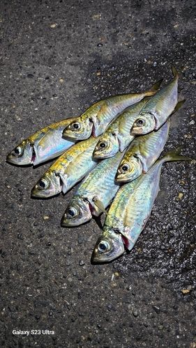 アジの釣果