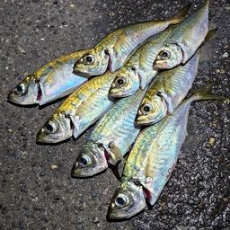 アジ