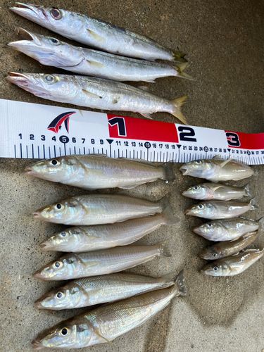 カマスの釣果