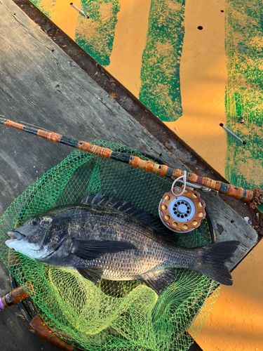 クロダイの釣果