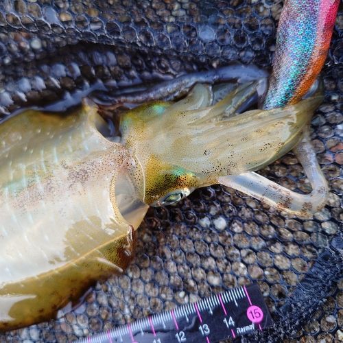 アオリイカの釣果