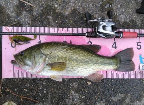 ブラックバスの釣果