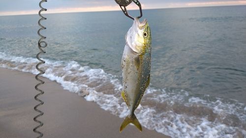 ツバスの釣果