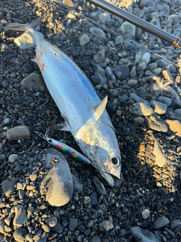 ソウダガツオの釣果