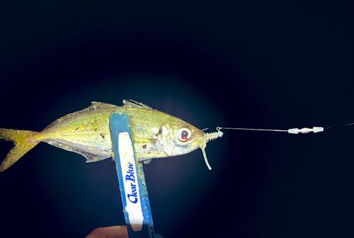 マアジの釣果