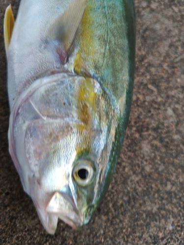 フクラギの釣果