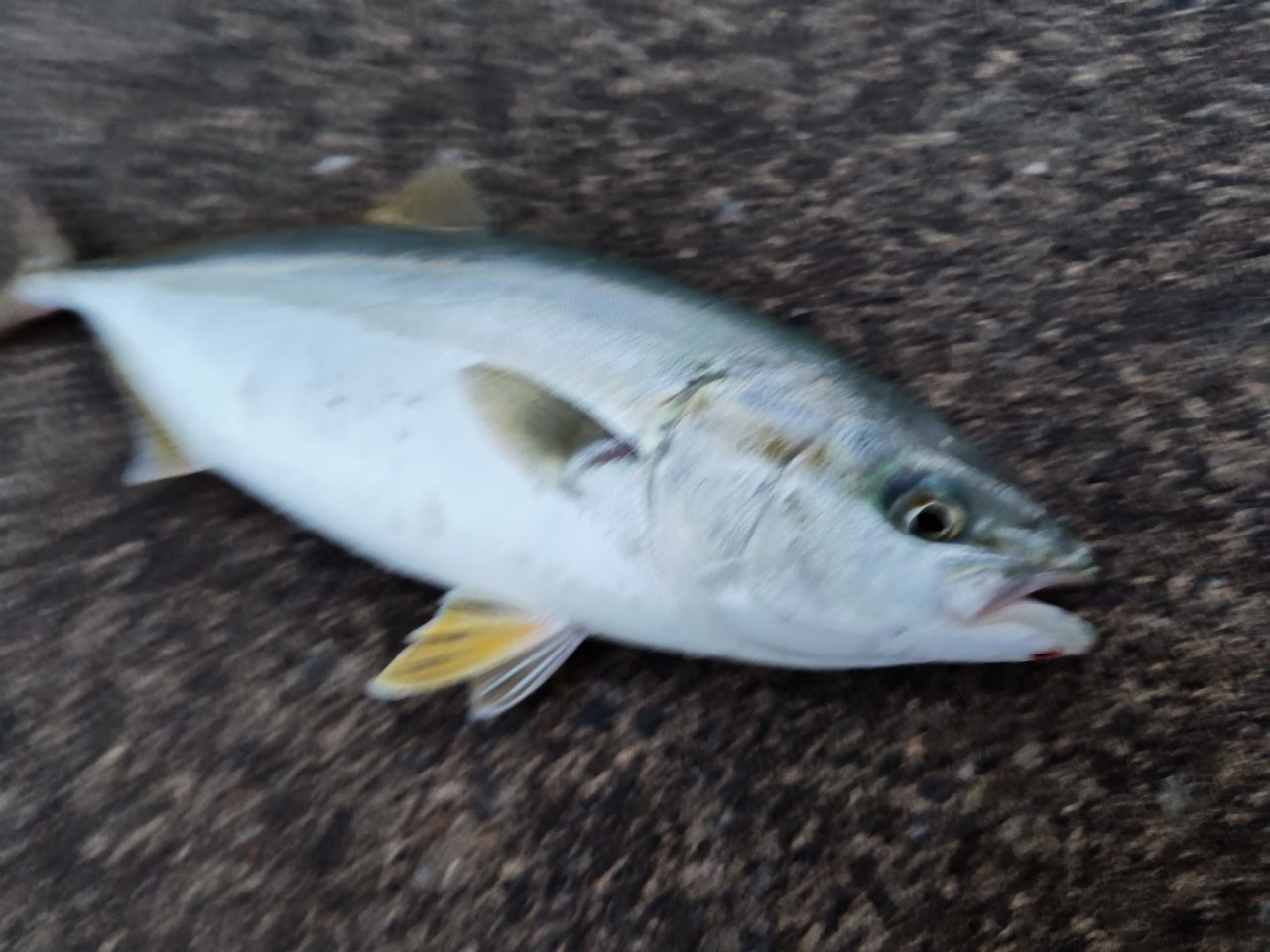 フクラギ