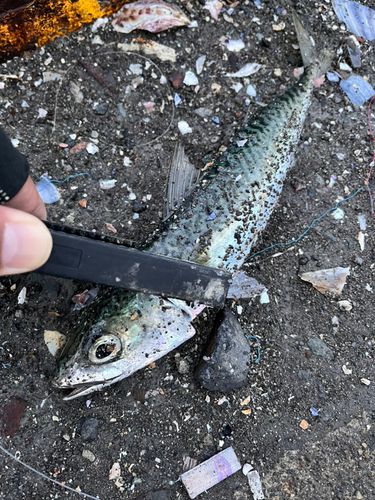 サバの釣果