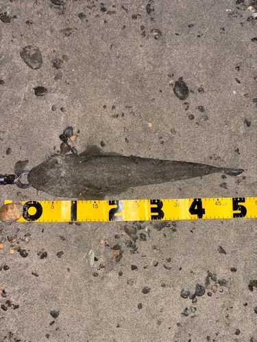 マゴチの釣果