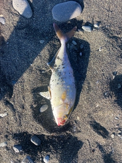 ショゴの釣果