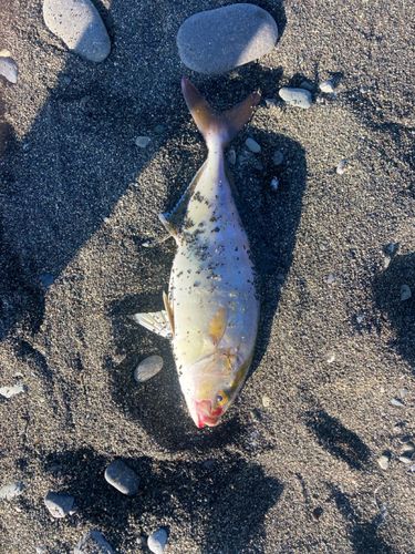 ショゴの釣果
