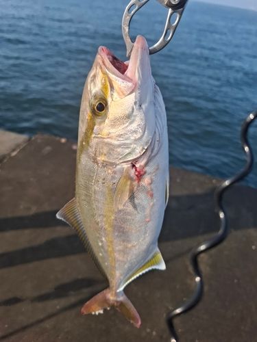 ショゴの釣果