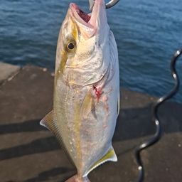 ショゴ
