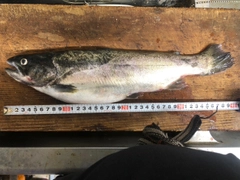 ニジマスの釣果