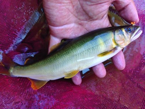 アユの釣果
