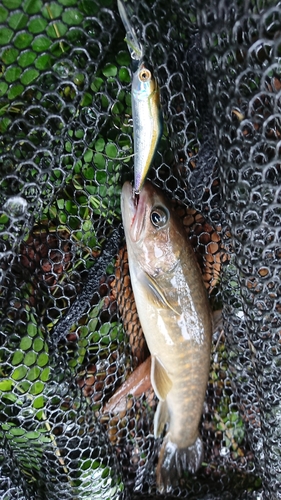 ヤマトイワナの釣果