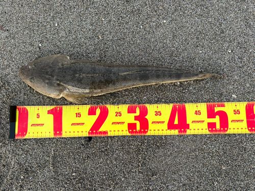 マゴチの釣果