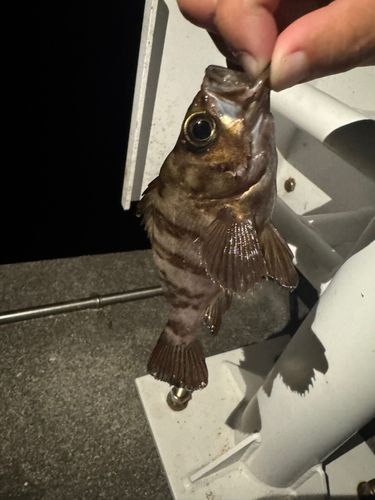 メバルの釣果