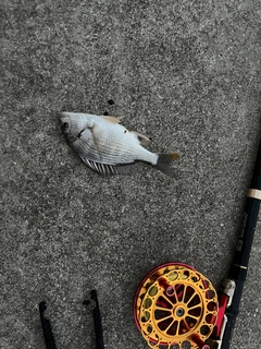 キビレの釣果