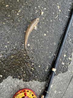 マハゼの釣果