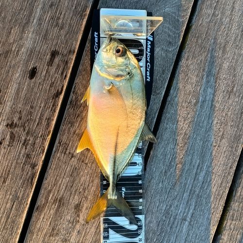 メッキの釣果