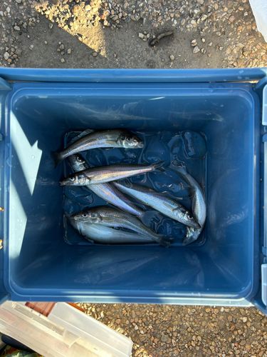 シロギスの釣果