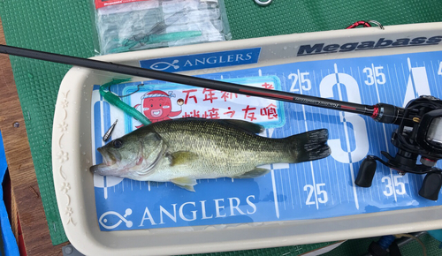 ブラックバスの釣果