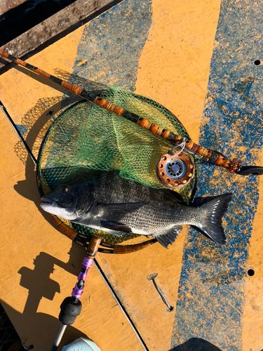 クロダイの釣果
