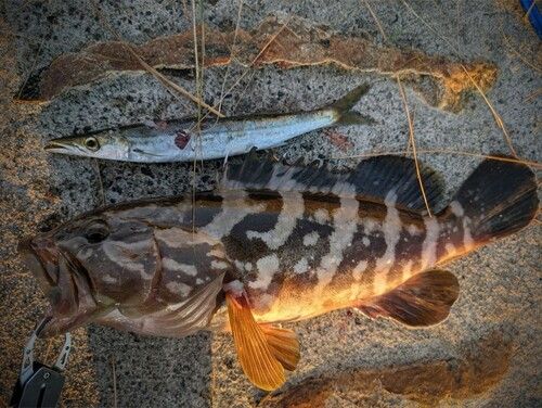 クエの釣果