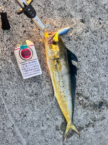 シイラの釣果