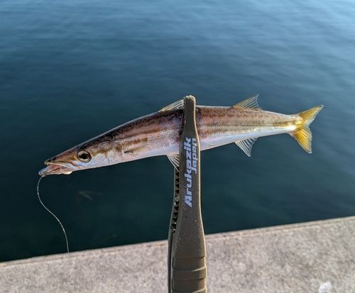 カマスの釣果