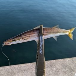 カマス