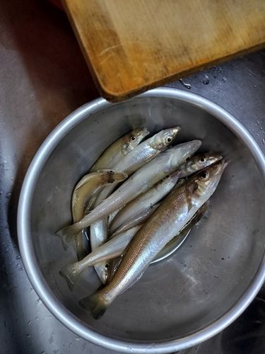 キスの釣果