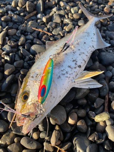 ショゴの釣果