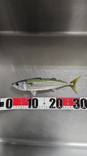 サバの釣果