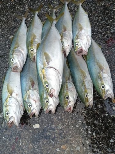 ツバスの釣果
