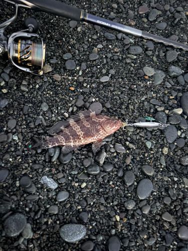 オオモンハタの釣果