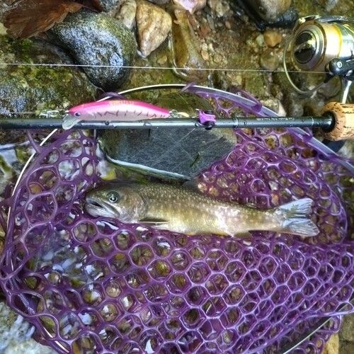 イワナの釣果