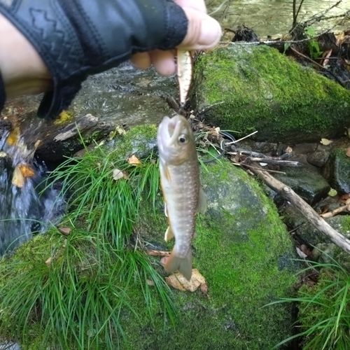 イワナの釣果
