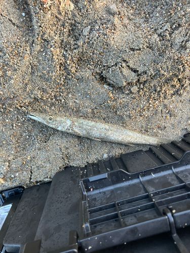 カマスの釣果