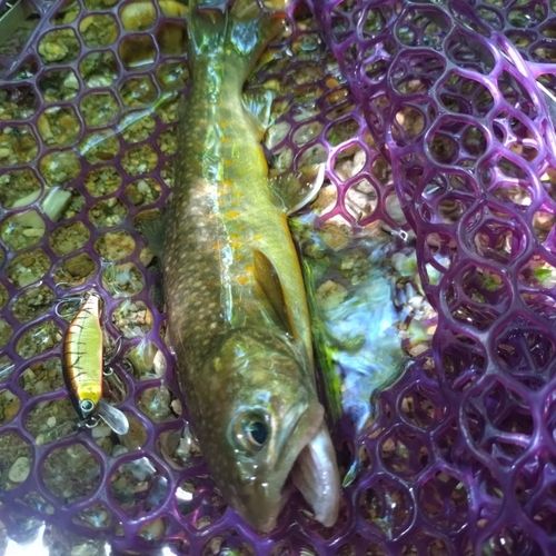 イワナの釣果