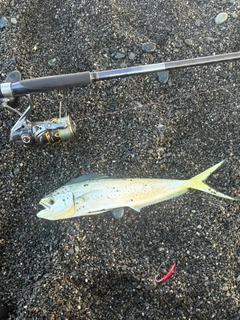 シイラの釣果