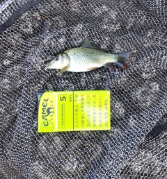 コイの釣果