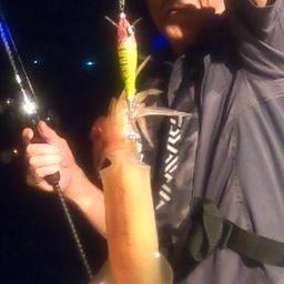 ケンサキイカ