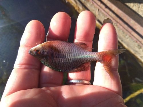 タイリクバラタナゴの釣果